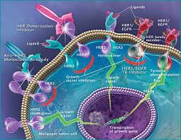 here in D. Herceptin