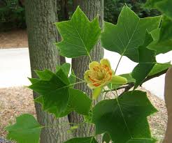 pictures tulip tree