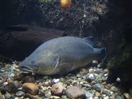 freshwater fish species pictures