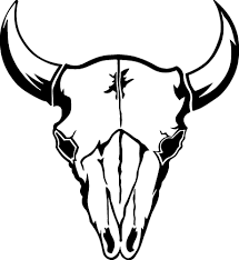 bull skulls