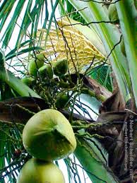 Cocos