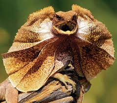 Lizard