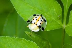 cute bug pictures