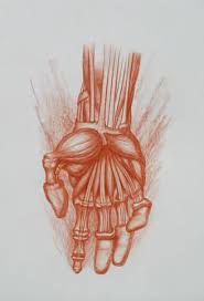 human anatomy drawings