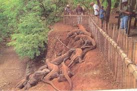 picture komodo dragons