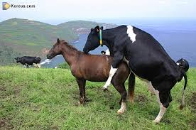 static.blogstorage.hi