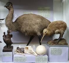 large flightless birds