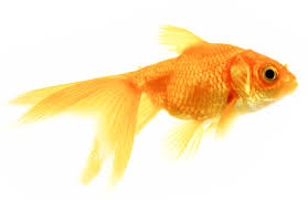 fantail goldfish pictures