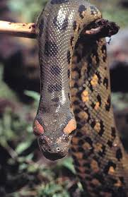 rainforest animal pictures
