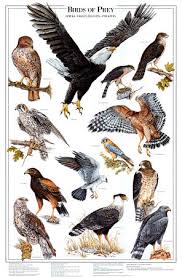 large birds of prey