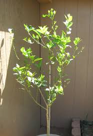 pictures lime trees