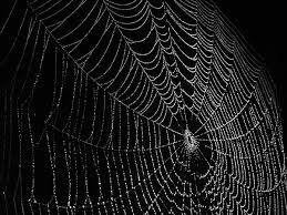 spider webs