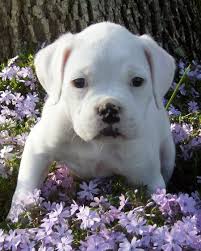 white boxer dogs