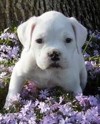 white boxer images