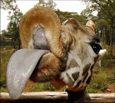http://t1.gstatic.com/images?q=tbn:CK9ZzKirQ4-7RM:www.lesanimauxdroles.com/wp-content/uploads/2008/07/langue-girafe.jpg