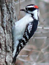 pictures woodpeckers