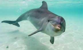 pictures bottlenose dolphins