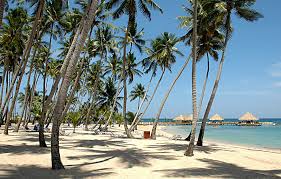 pictures coconut trees