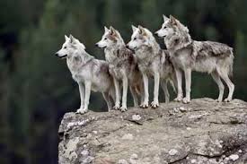 wolf pack