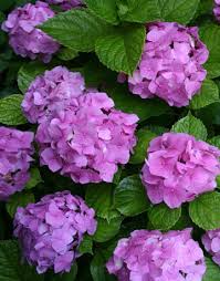 When to Prune Hydrangeas