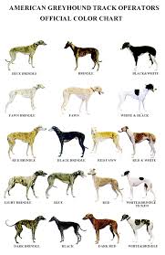 AMERICAN GREYHOUND