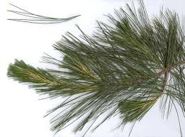 white pine needles