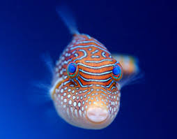 external image puffer-fish.jpg