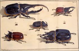 insects beetles pictures