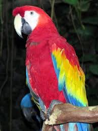 bird