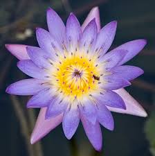 water lily lotus flower