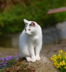 white cat picture