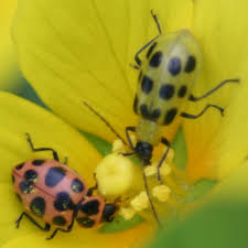 chinese beetle ladybug