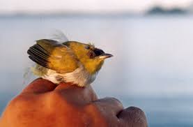 bird species pictures