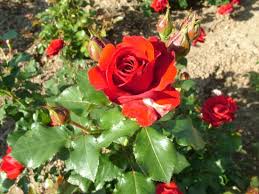 red rose bushes