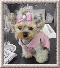 yorkies for sale