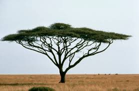 pictures acacia tree