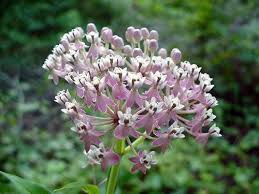 milkweed images