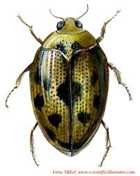 types beetles pictures