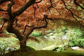 pictures maple tree