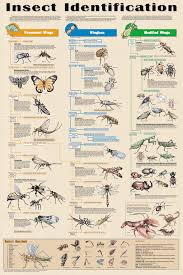 insect identification pictures