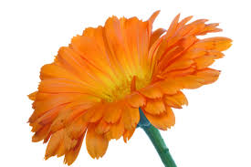 calendula