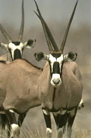 of an oryx in the desert!