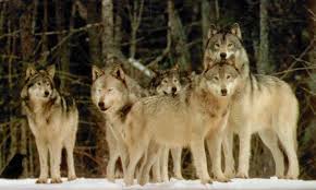 wolf pack