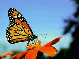 monarch butterfly photos
