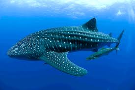 whale shark pictures