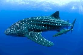 adult whale sharks growing
