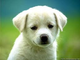 animal dễ thương Cute-puppy-dog-wallpapers