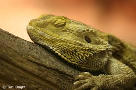 picture bearded dragons