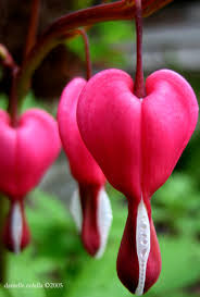 Bleeding Heart flowers