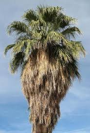 palm tree varieties pictures
